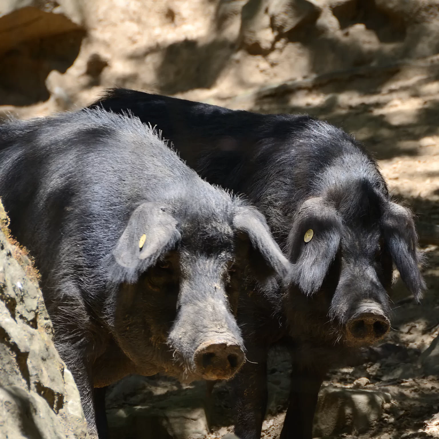 Nebrodi Sicilia - Suino Nero dei Nebrodi nel suo habitat naturale
